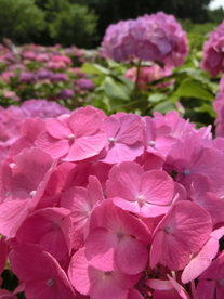 绣球花