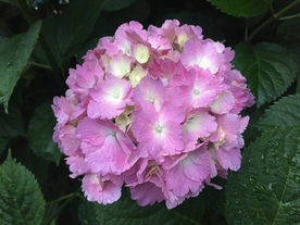 绣球花