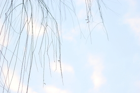 柳树枝条