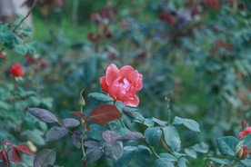 月季花