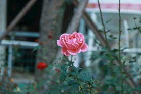 月季花