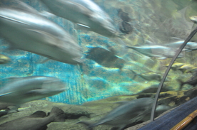 快速行进的鱼群