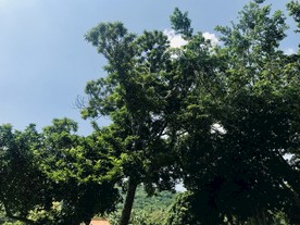 南山寺