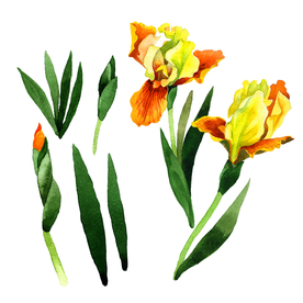 水彩植物花朵绿叶