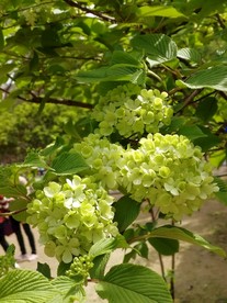 木绣球花