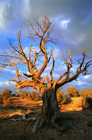 阳光 生态 植物  蓝天 山水