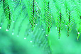 阳光 生态 植物  蓝天 山水