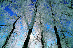 阳光 生态 植物  蓝天 山水