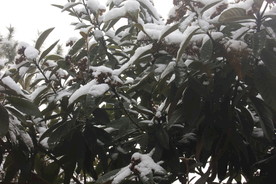 被雪盖着的树叶