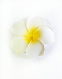 鸡蛋花