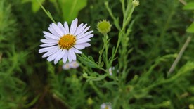 野花