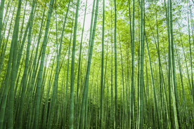 楠竹林