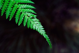 蕨类植物
