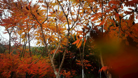 香山红叶