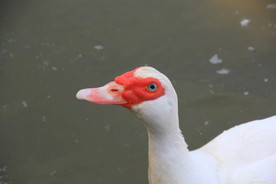 鸭子