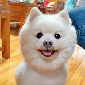 银狐犬