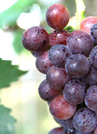 紫葡萄