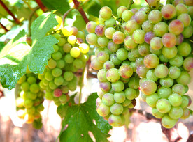 葡萄