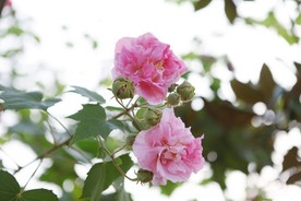 芙蓉花