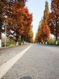 水杉树