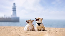 海边的狗狗
