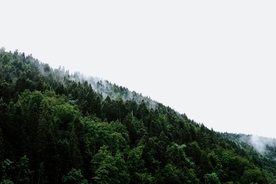 森林树木风景云雾背景