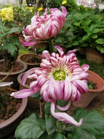 美丽的菊花