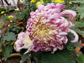 美丽的菊花