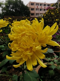 美丽的菊花