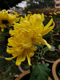 美丽的菊花