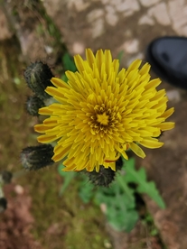 美丽的菊花