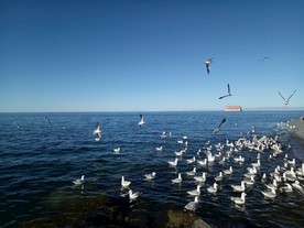 海鸥 大海