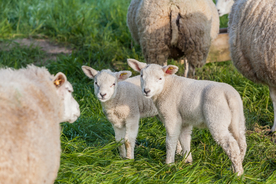 高清 农业 畜牧 羊 养殖场