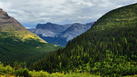 群山森林树木云雾风景