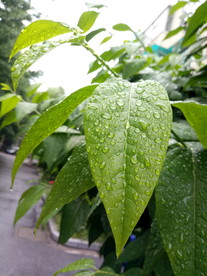绿叶水滴