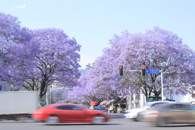 蓝花楹