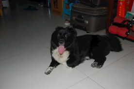 熊熊 黑狗 蝴蝶犬 小黑狗