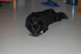 熊熊 黑狗 蝴蝶犬 小黑狗