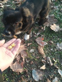 熊熊 黑狗 蝴蝶犬 小黑狗