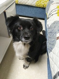 熊熊 黑狗 蝴蝶犬 小黑狗