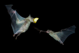 蝙蝠