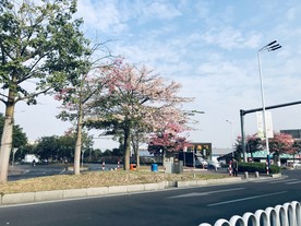 美丽异木棉