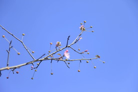 海棠花开