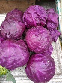 紫甘蓝