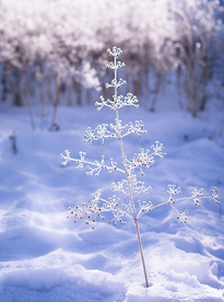 雪