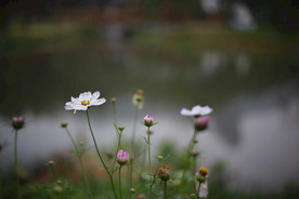宁静的小花