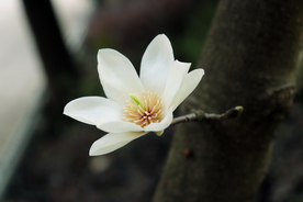 玉兰花