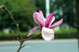 玉兰花