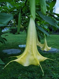 木本曼陀罗 曼陀罗花 白色花