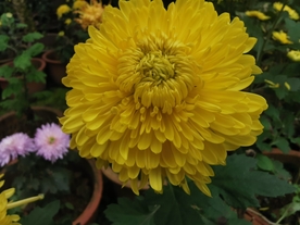 菊花